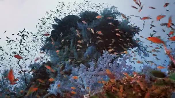 Rich coral reef landscape including schooling fish, Red Sea — Stock Video