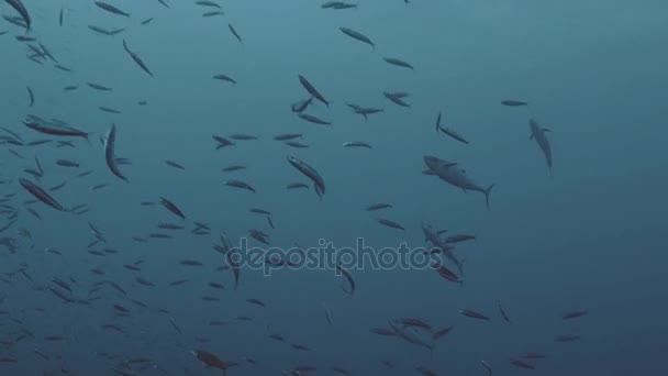 Skupina tuňáků uvnitř školní sardinky, Rudé moře — Stock video