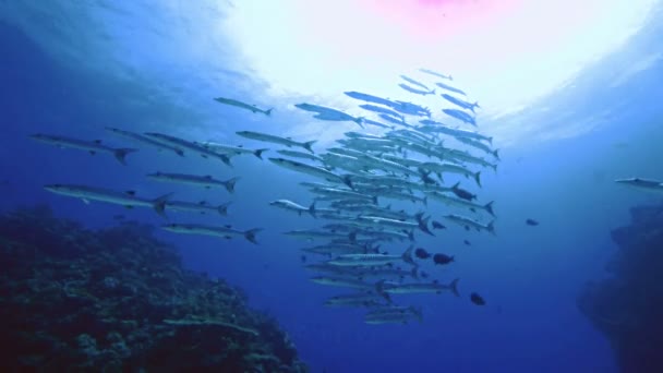 Enorme scuola di barracuda contro la retroilluminazione alla barriera corallina, Mar Rosso — Video Stock