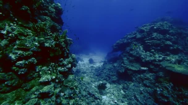 Massiccio paesaggio sottomarino della barriera corallina, Mar Rosso — Video Stock