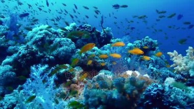 Sağlıklı mercan kayalığı manzara, Kızıldeniz
