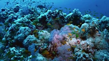 Yavaş bozulmamış mercan kayalığı peyzaj üzerinde hareket et