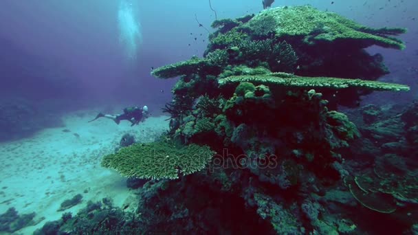 Scuba diver Red Sea'deki/daki güzel sert mercan peyzaj — Stok video