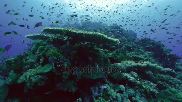 Merveilleux paysage de récifs coralliens en mer Rouge — Video