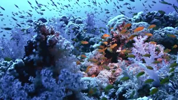 Здоровый коралловый риф, Красное море — стоковое видео