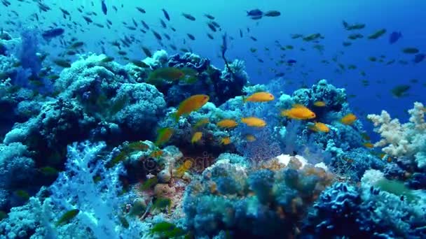 Paisagem de recifes de coral saudável, Mar Vermelho — Vídeo de Stock