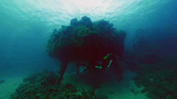 Cousteau ház Shab Rumi, Vörös-tenger — Stock videók