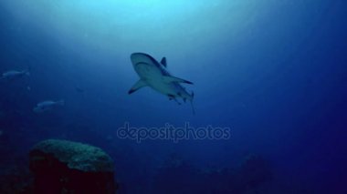 Red Sea'deki/daki gri Reefshark yaklaşım