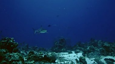 Gri Reefshark yaklaşım mercan kayalığı peyzaj, Kızıldeniz