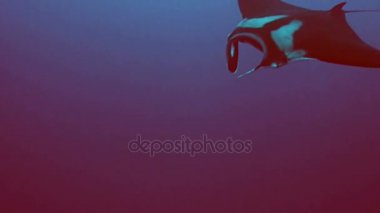 Manta ray açık suda, Kızıldeniz