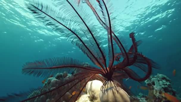 Plume étoile de mer sur le récif corallien, mer rouge — Video