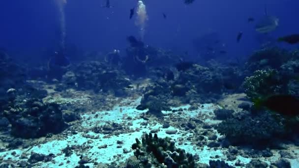 Pendekatan Grey Reefshark di lanskap terumbu karang, Laut Merah — Stok Video