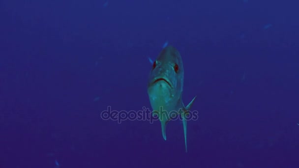 Porträt eines riesigen Jack Fisches in blauem Wasser, rotem Meer — Stockvideo