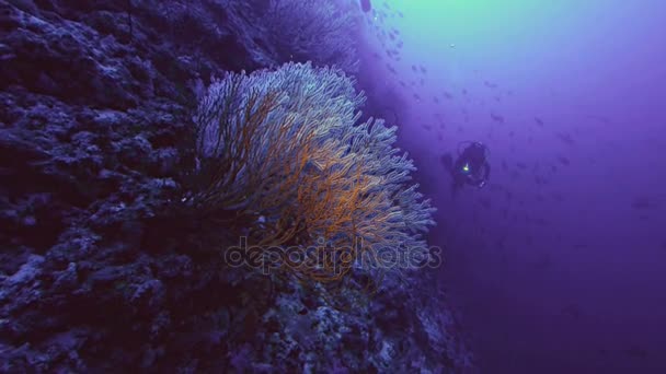 Enorm gren av koraller på reef som avhopp plus scuba diver, röda havet — Stockvideo