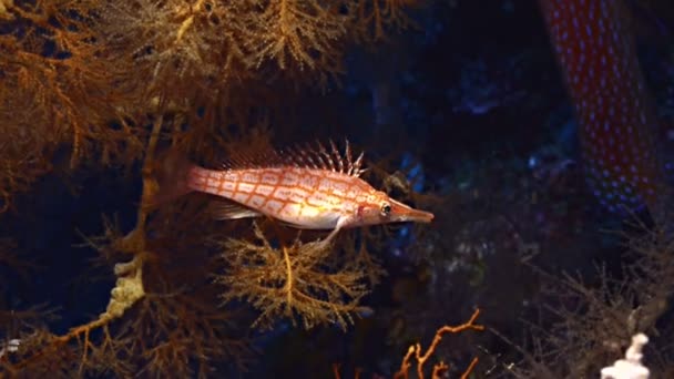 Портрет длинноносого ястреба между мягкими кораллами, Красное море — стоковое видео