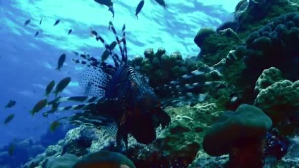 Pesce leone nella barriera corallina, Mar Rosso — Video Stock