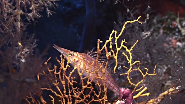 Portret van longnose hawkfish in rode zee — Stockvideo