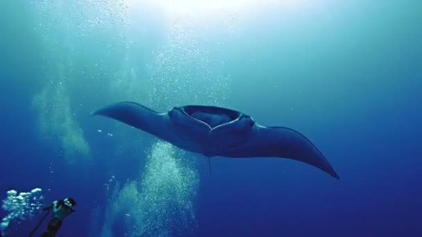 Nauwe ontmoeting met reuze Manta ray in rode zee — Stockvideo