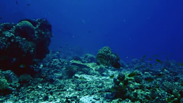 Avvicinamento alla grande cernia della barriera corallina, Mar Rosso — Video Stock