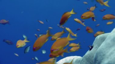 Okullaşma anthias mercan üzerinde yakın atış, Kızıldeniz