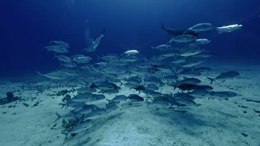Büyük gözlü jackfish Red Sea'deki/daki balık