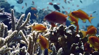 Okul anthias içinde Kızıldeniz, yakın çekim
