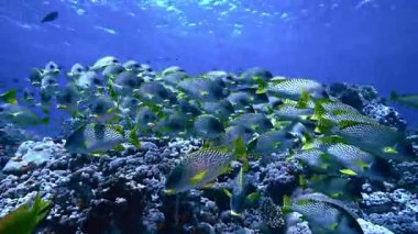 Mercan, Kızıldeniz üzerinden renkli tropikal balıklar büyük okul
