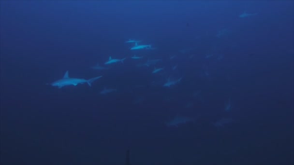 Arrivée de requins-marteaux scolarisés au récif corallien, mer Rouge — Video