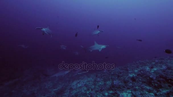 Arrivo degli squali martello scolarizzati alla barriera corallina, Mar Rosso — Video Stock