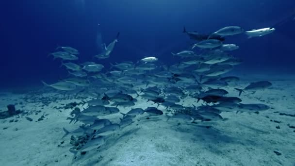 Büyük gözlü jackfish Red Sea'deki/daki balık — Stok video