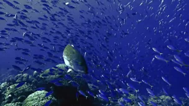 Giant skola av tropiska fiskar och några jack fiskar, röda havet — Stockvideo