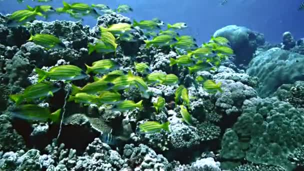 Poissons tropicaux au sommet du récif corallien, Mer Rouge — Video