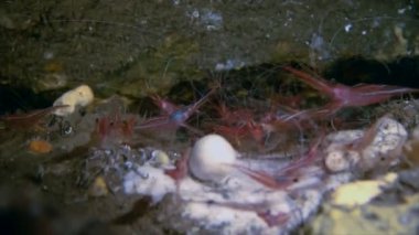 İçinde ortak karides su altında mağara, Akdeniz
