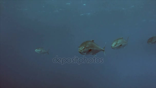 Big Amber jacks pass, Mar Mediterráneo — Vídeos de Stock