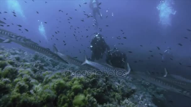 Барракуда проходит группа аквалангистов, Средиземное море — стоковое видео