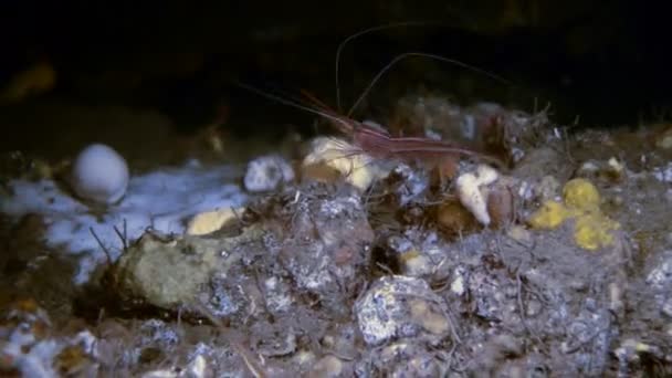 Gemeenschappelijke garnalen binnen onder water cave, Middellandse Zee — Stockvideo