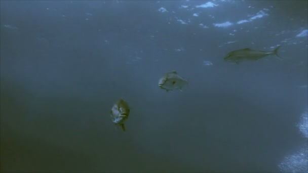 Groupe de poissons de cric d'ambre en Méditerranée — Video