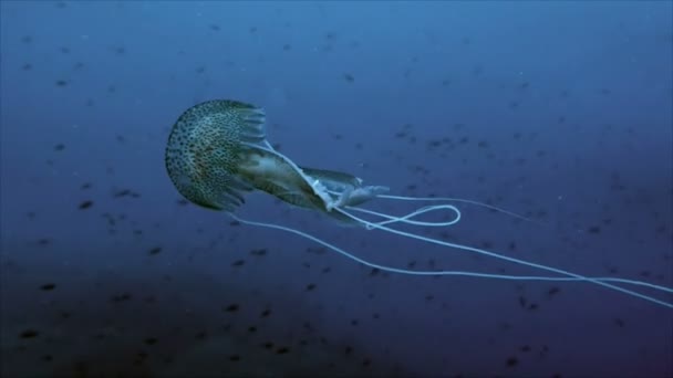 Медузы в Средиземном море, устика — стоковое видео