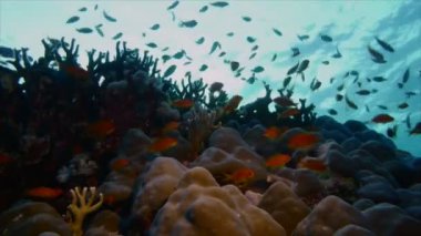 Antias sert mercan alana, Kızıldeniz yüzmek