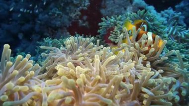 Clownfishes yüzmek Anemone, Kızıldeniz üzerinden
