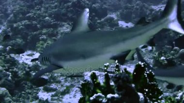 Grup mercan kayalığı peyzaj, Kızıldeniz gri reefsharks