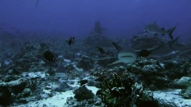 Grup mercan kayalığı peyzaj, Kızıldeniz gri reefsharks