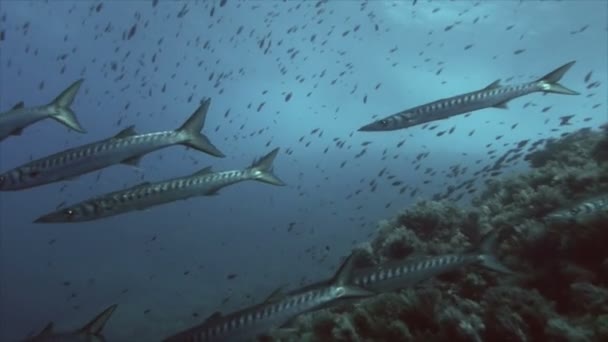 Gruppo di medie dimensioni di Barracuda sulla barriera corallina mediterranea — Video Stock