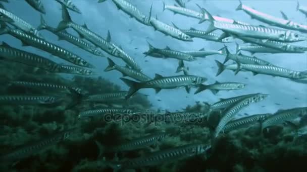 Enorme grupo de barracudas sobre arrecife mediterráneo — Vídeos de Stock