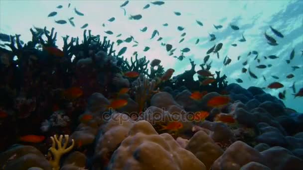 Antias nadar sobre el área de coral duro, Mar Rojo — Vídeos de Stock