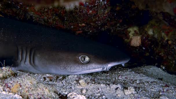 Close-up de Whitetip Reefshark descansar sob a caverna da água, Mar Vermelho — Vídeo de Stock