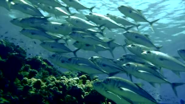Big eye trevally nadar sobre la parte superior del arrecife, Mar Rojo — Vídeos de Stock