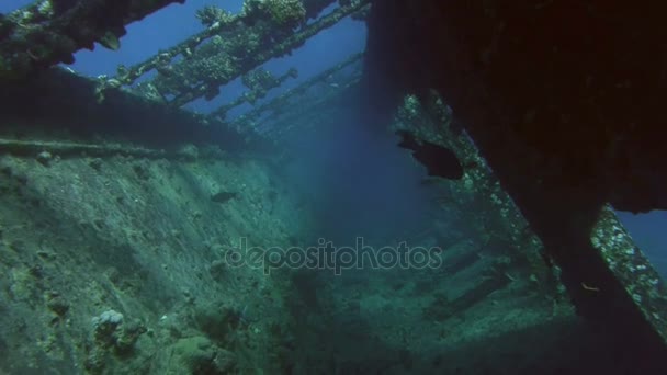 Folyosó, az elsüllyedt hajó roncsa, Red Sea, Umbria — Stock videók