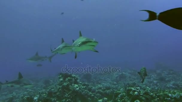 Groep van grijze reefsharks in koraalrif landschap, rode zee — Stockvideo