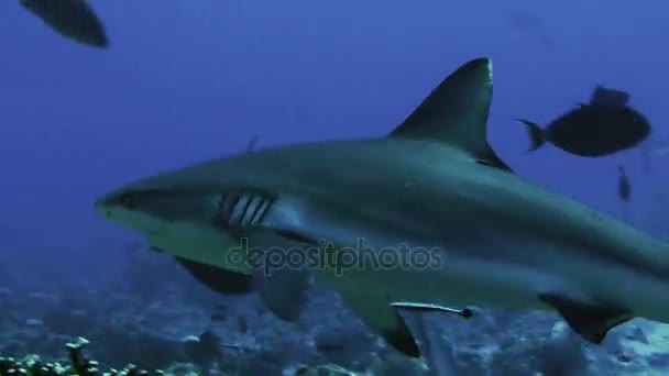 Grupo de tiburones reales grises en el paisaje de los arrecifes de coral, Mar Rojo — Vídeo de stock